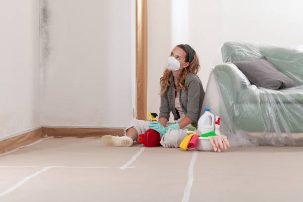 Reliable Mold Remediation contractor in Westwood, MA by Cheap Mold Removal